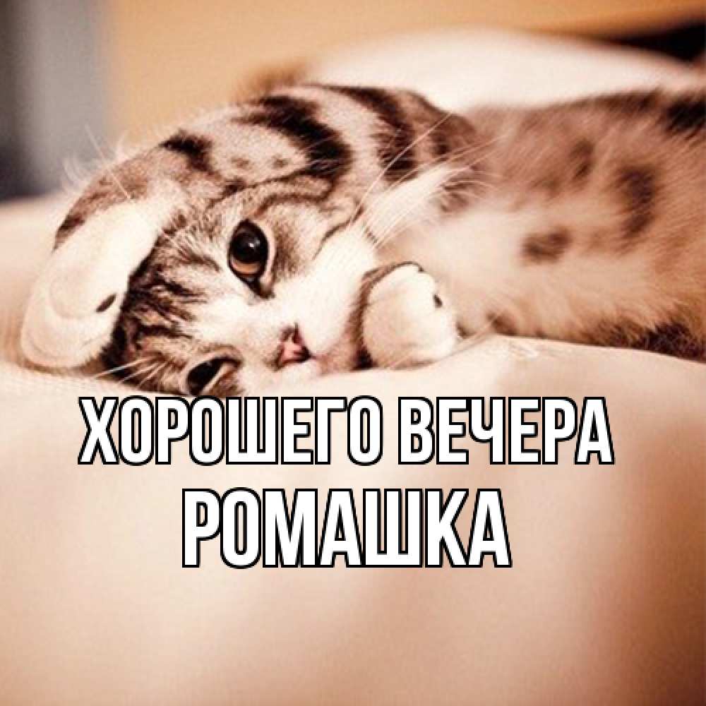 Открытка  для любимых и родных. ромашка, Хорошего вечера  