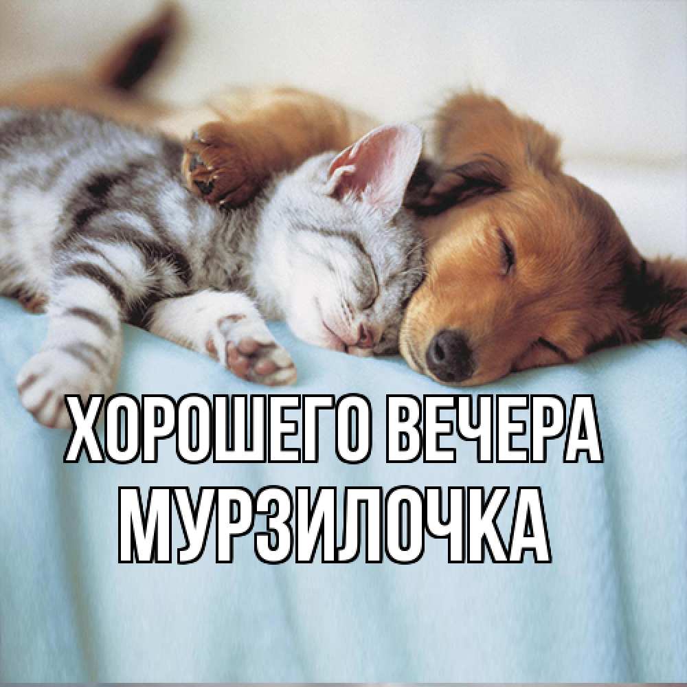 Открытка  для любимых и родных. мурзилочка, Хорошего вечера  