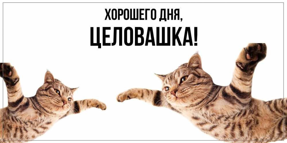 Открытка  для любимых и родных. целовашка, Хорошего дня  