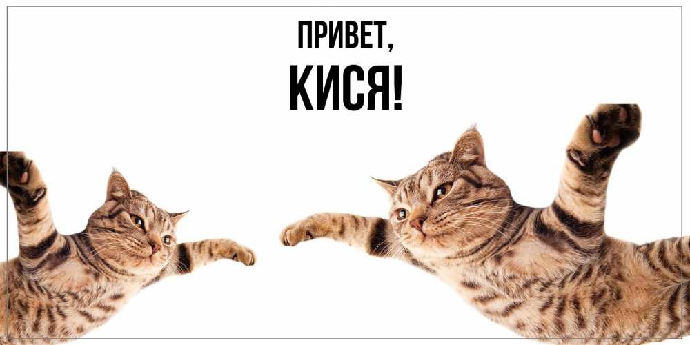 Картинка Привет, кися