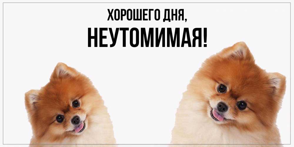 Открытка  для любимых и родных. неутомимая, Хорошего дня  