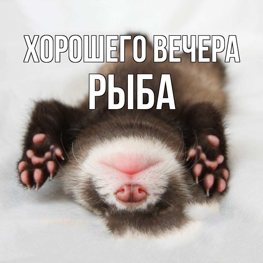 Открытка  для любимых и родных. рыба, Хорошего вечера  