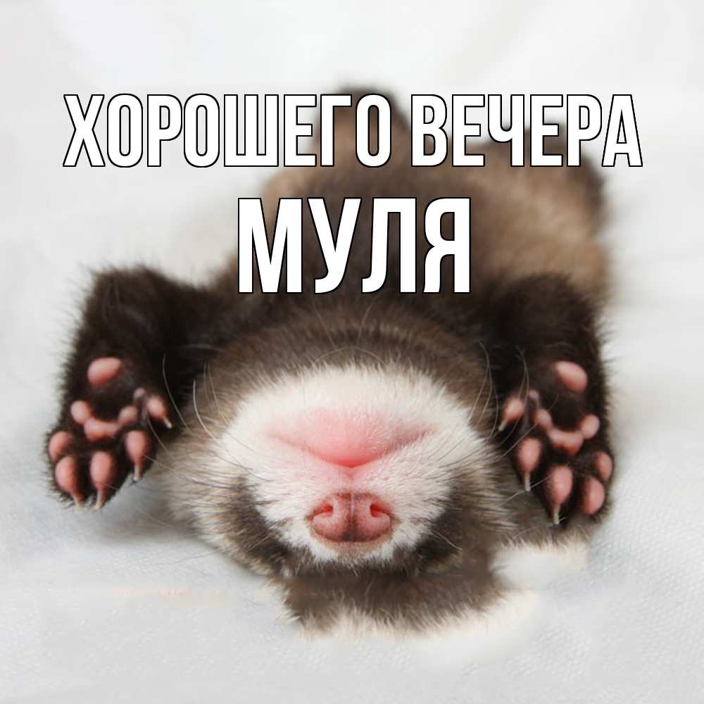 Открытка  для любимых и родных. муля, Хорошего вечера  
