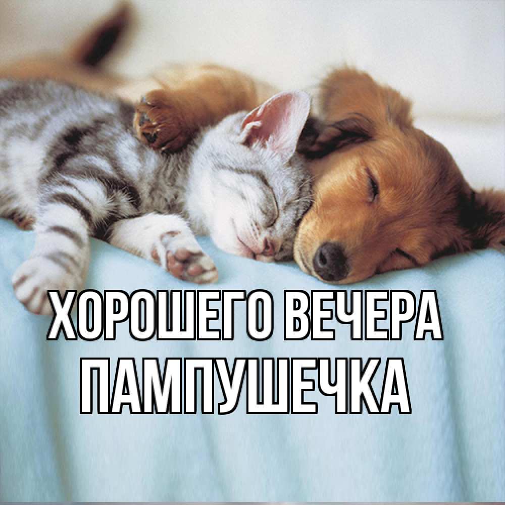 Открытка  для любимых и родных. пампушечка, Хорошего вечера  