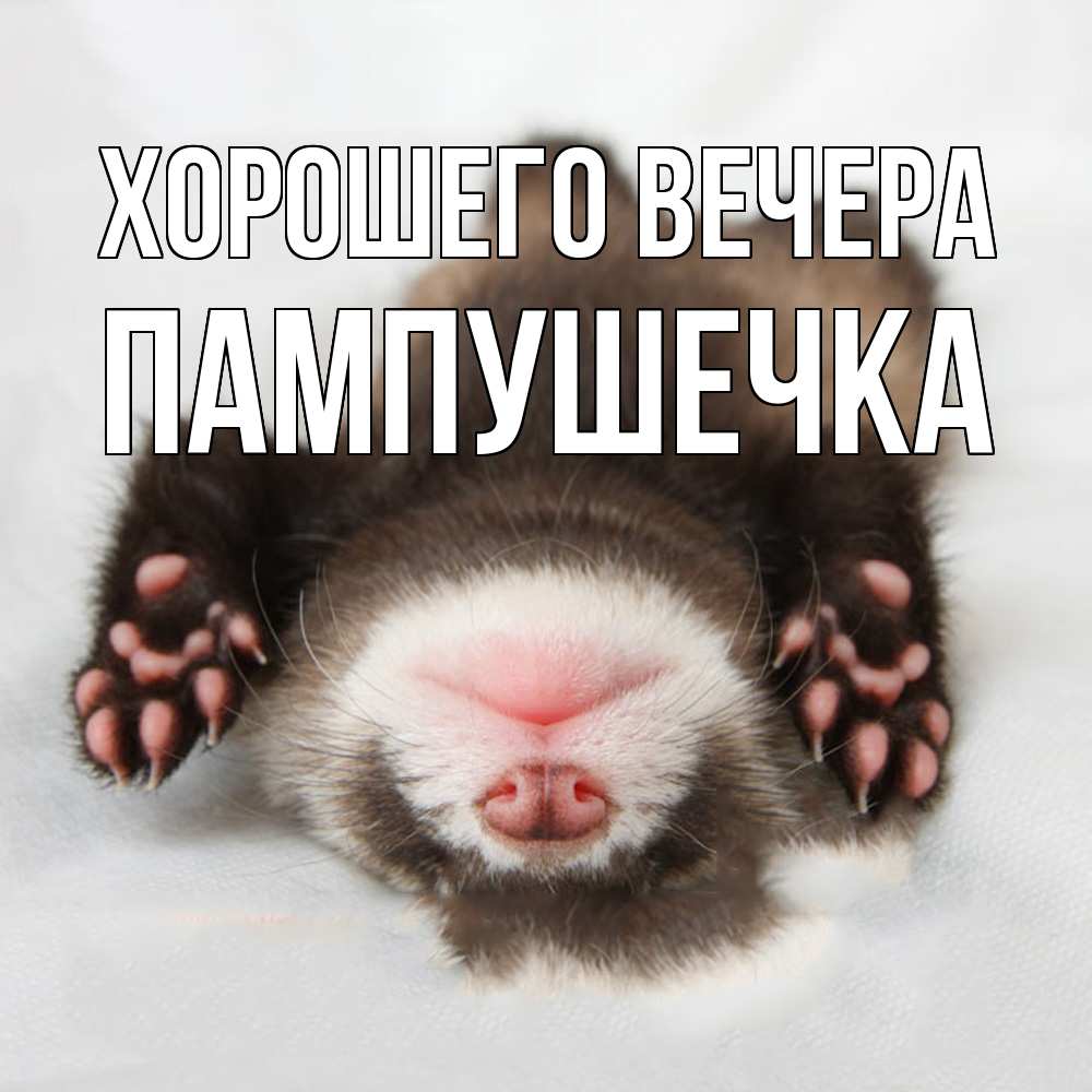 Открытка  для любимых и родных. пампушечка, Хорошего вечера  