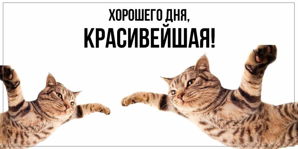 Открытка  для любимых и родных. красивейшая, Хорошего дня  