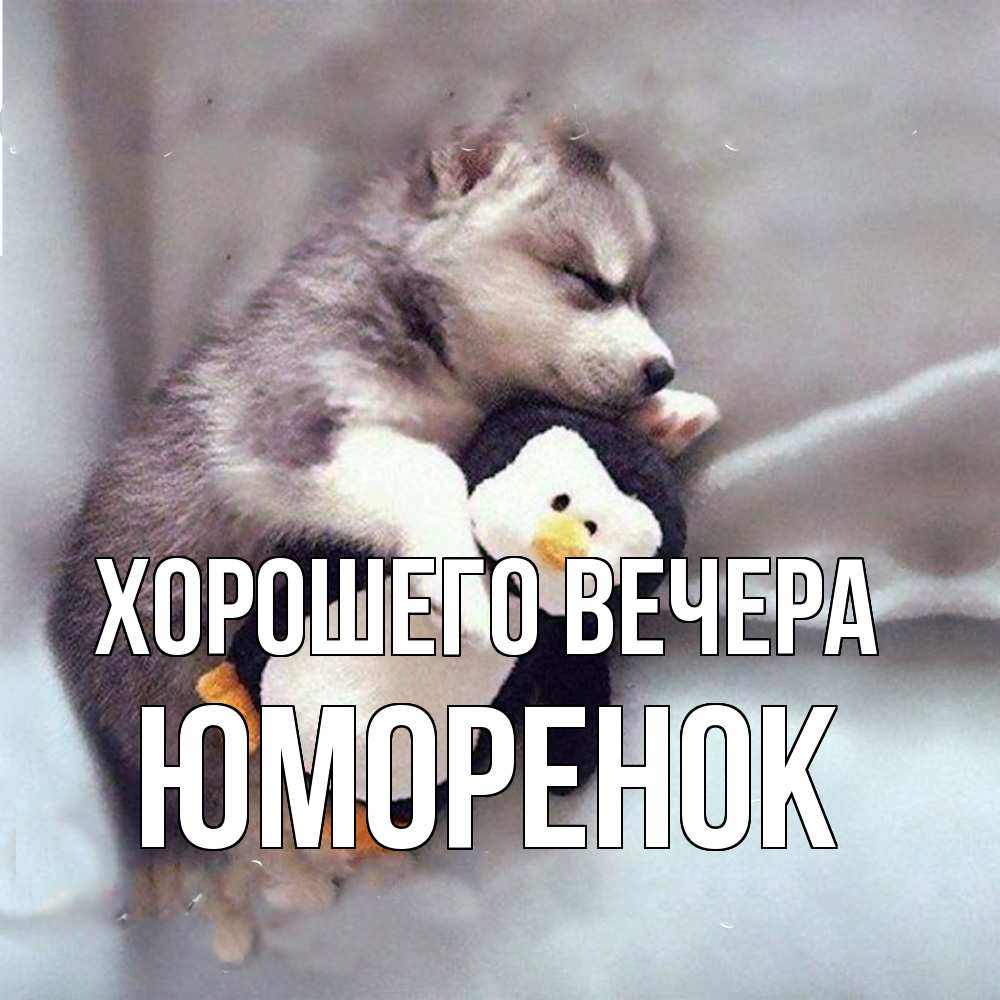Открытка  для любимых и родных. юмоpенок, Хорошего вечера  