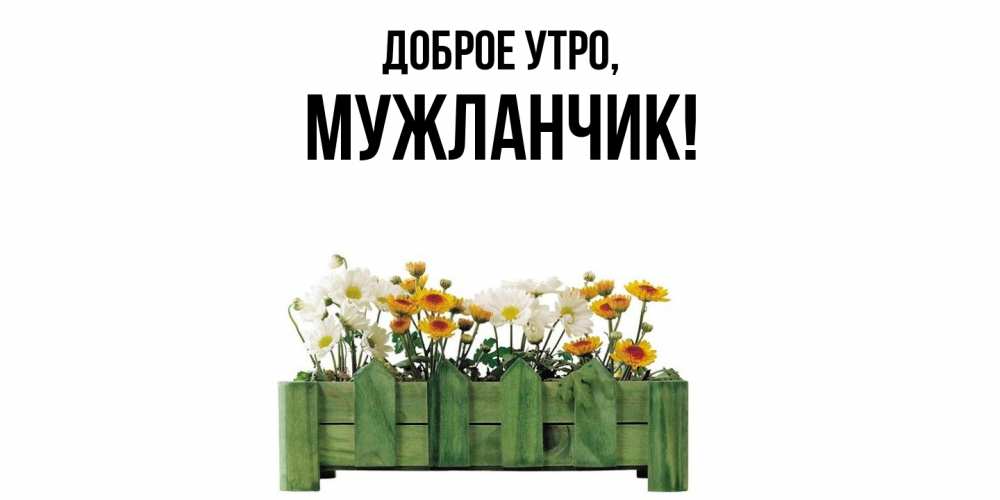 Открытка  для любимых и родных. мужланчик, Доброе утро  