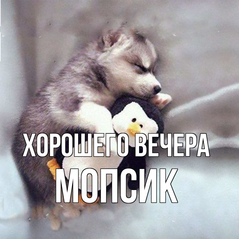 Картинка Хорошего вечера, мопсик