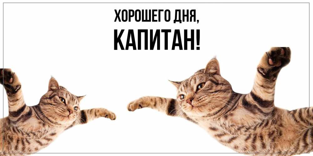 Открытка  для любимых и родных. капитан, Хорошего дня  