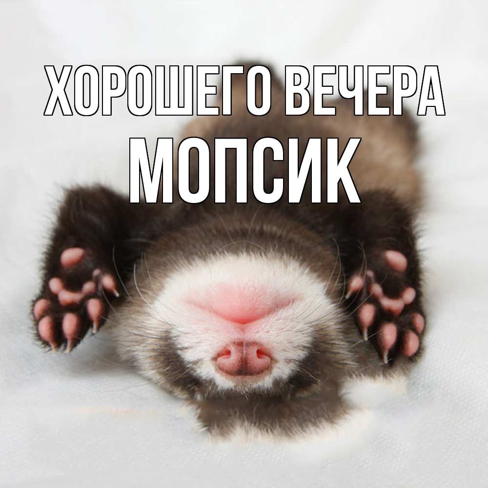 Открытка  для любимых и родных. мопсик, Хорошего вечера  