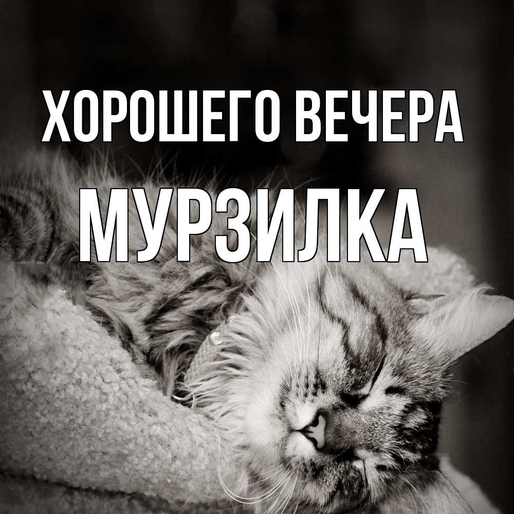 Открытка  для любимых и родных. мурзилка, Хорошего вечера  