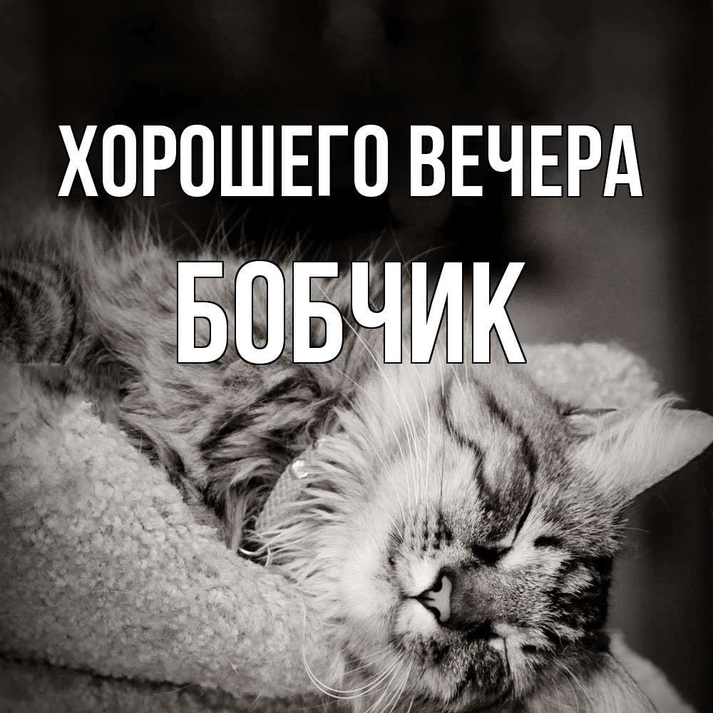 Открытка  для любимых и родных. бобчик, Хорошего вечера  