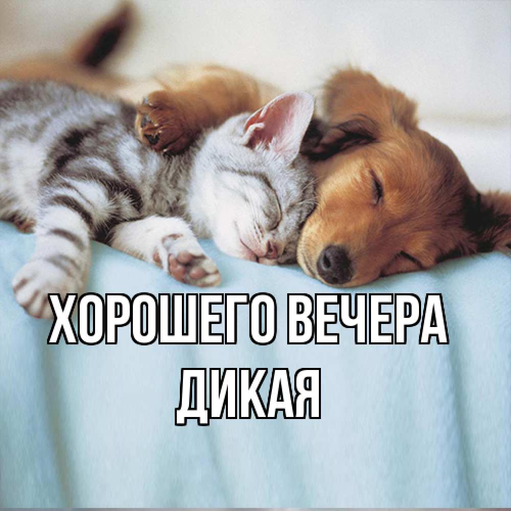 Открытка  для любимых и родных. дикая, Хорошего вечера  