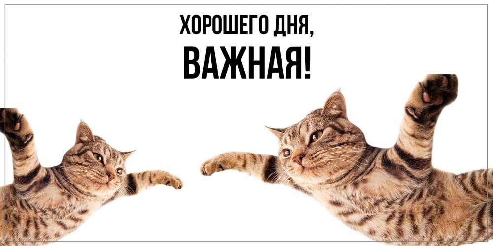 Открытка  для любимых и родных. важная, Хорошего дня  