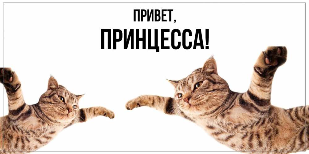 Открытка  для любимых и родных. принцесса, Привет  