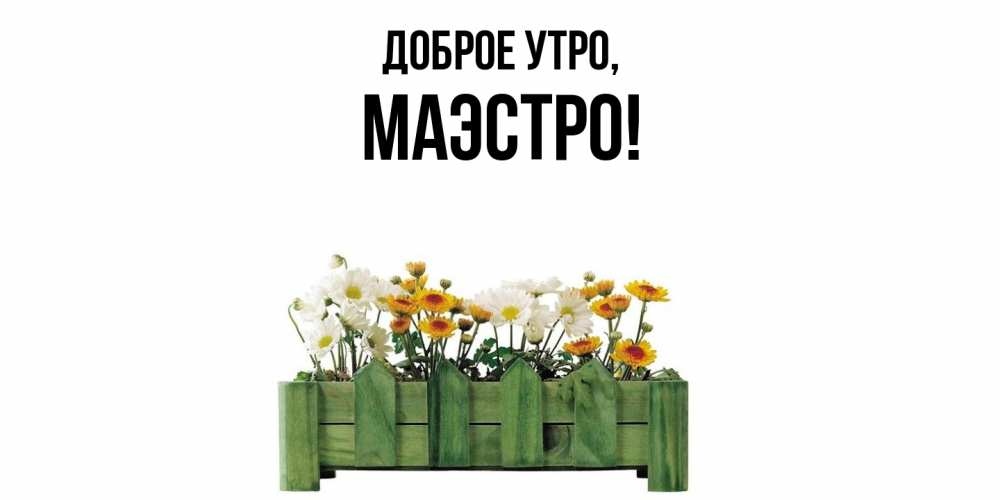 Открытка  для любимых и родных. маэстро, Доброе утро  