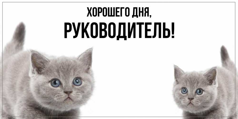 Открытка  для любимых и родных. Руководитель, Хорошего дня  
