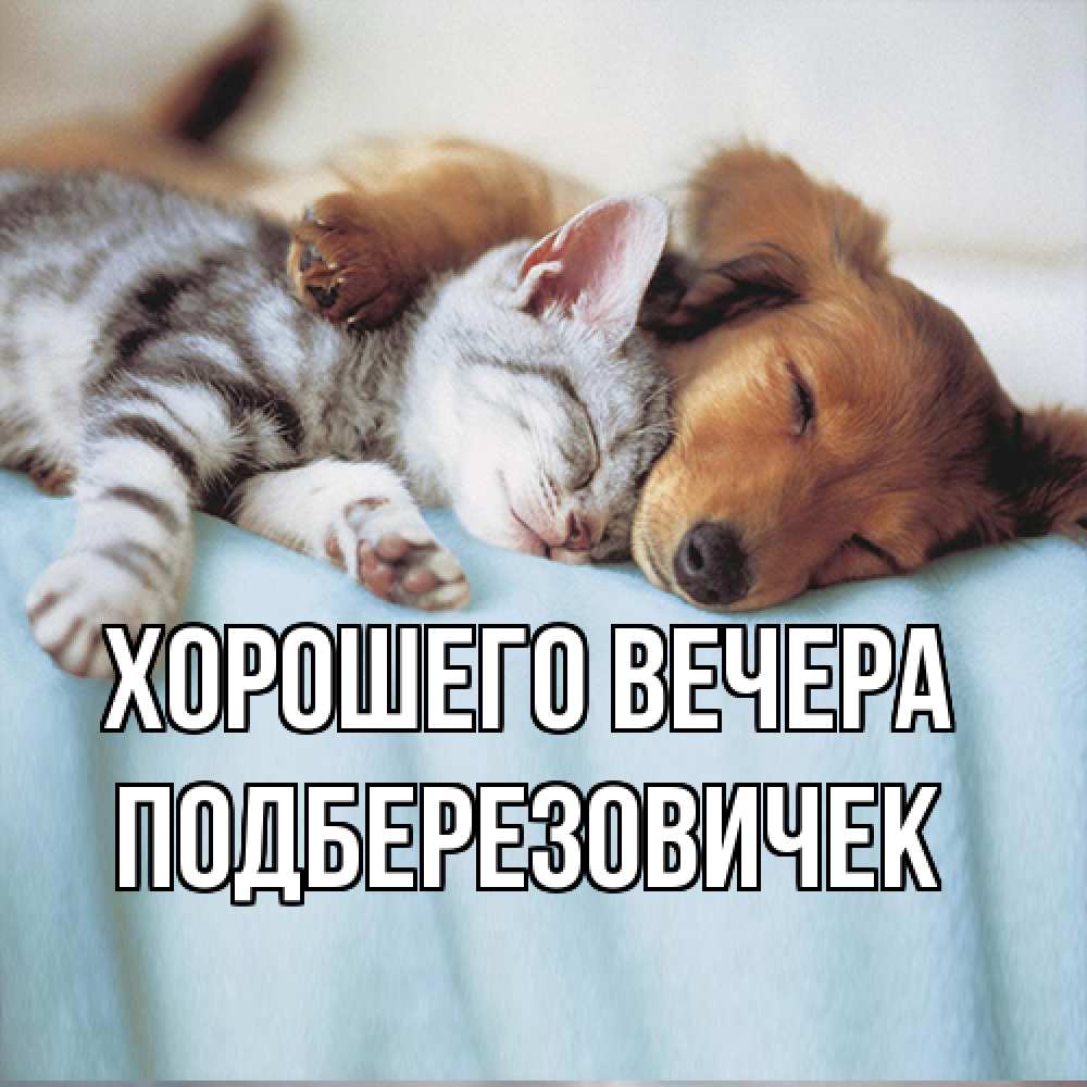 Открытка  для любимых и родных. подберезовичек, Хорошего вечера  