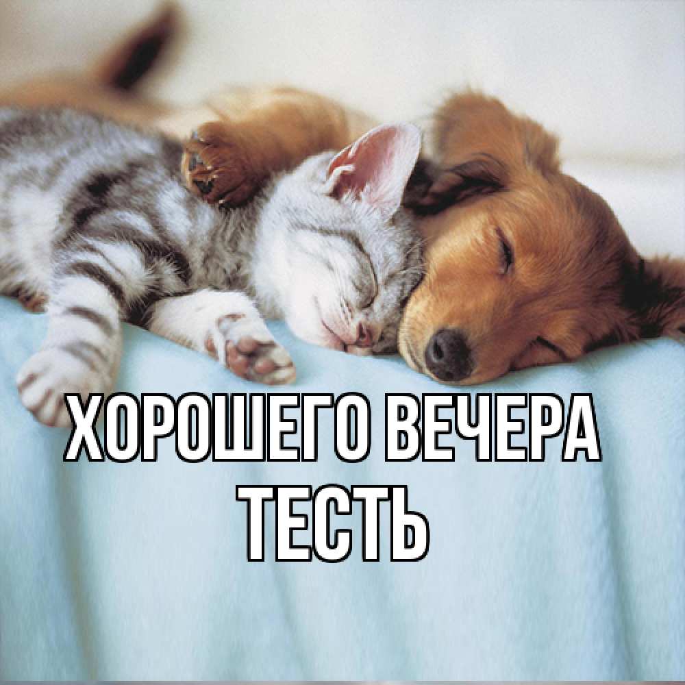 Открытка  для любимых и родных. Тесть, Хорошего вечера  