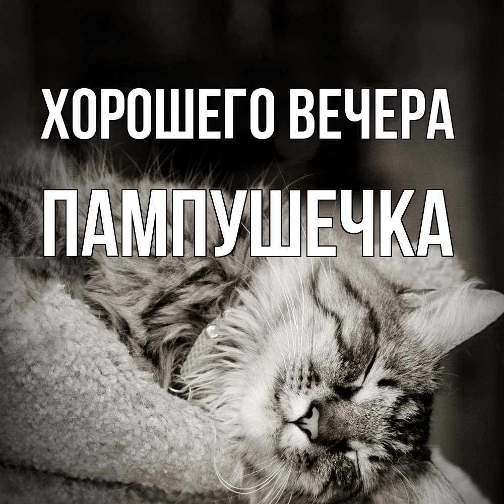 Открытка  для любимых и родных. пампушечка, Хорошего вечера  