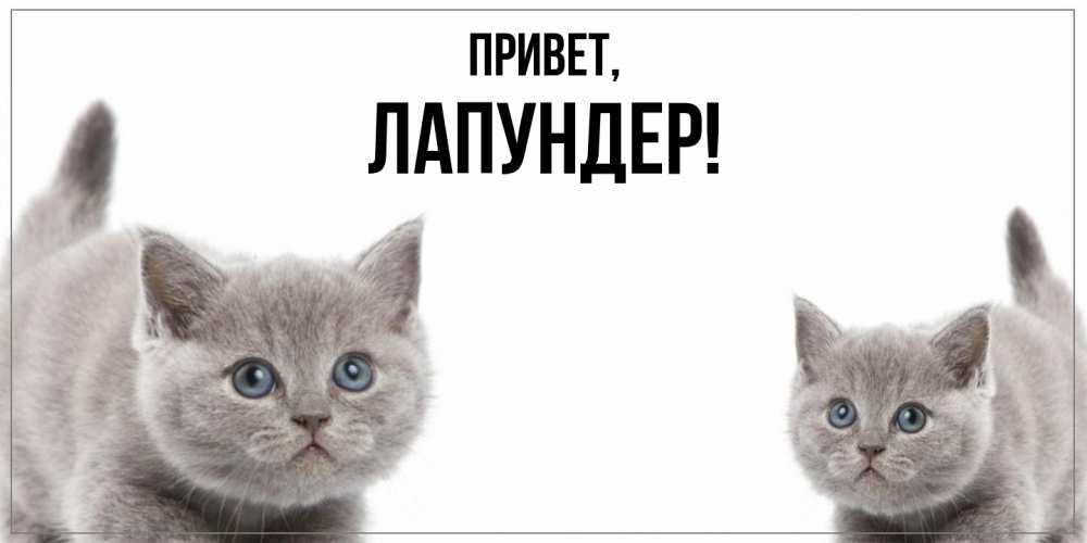 Открытка  для любимых и родных. лапундер, Привет  