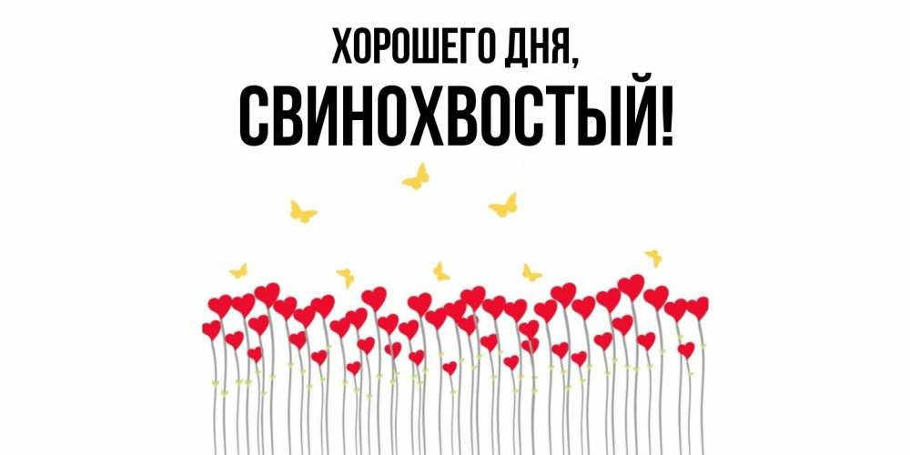 Открытка  для любимых и родных. свинохвостый, Хорошего дня  