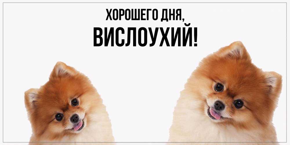 Открытка  для любимых и родных. вислоухий, Хорошего дня  