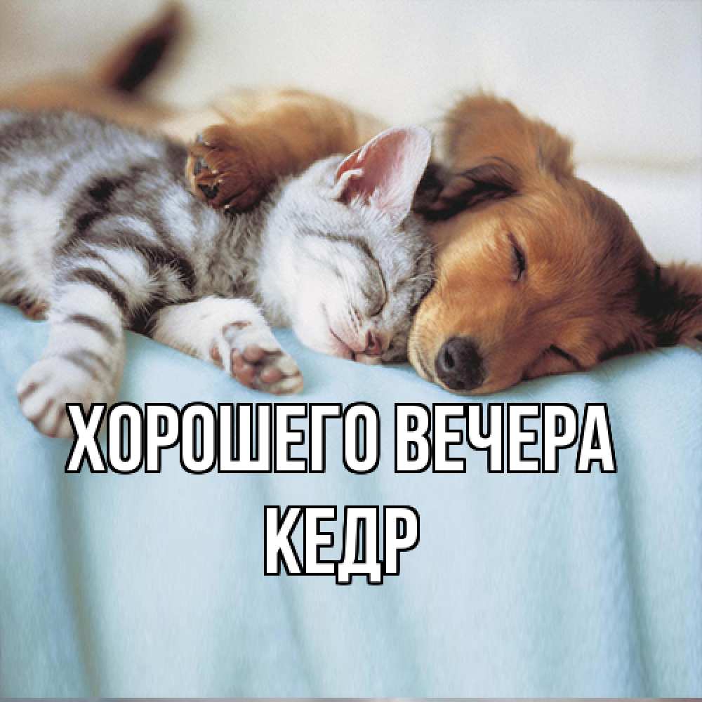 Открытка  для любимых и родных. кедр, Хорошего вечера  