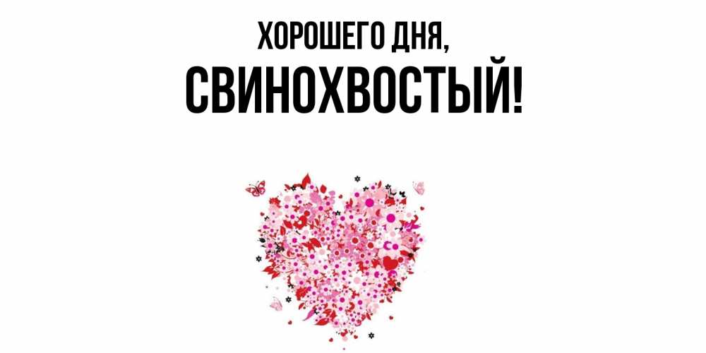 Открытка  для любимых и родных. свинохвостый, Хорошего дня  