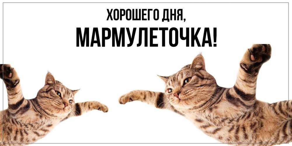 Открытка  для любимых и родных. мармулеточка, Хорошего дня  