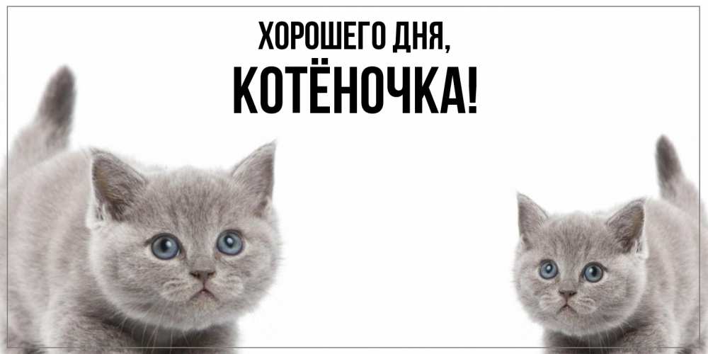 Открытка  для любимых и родных. котёночка, Хорошего дня  