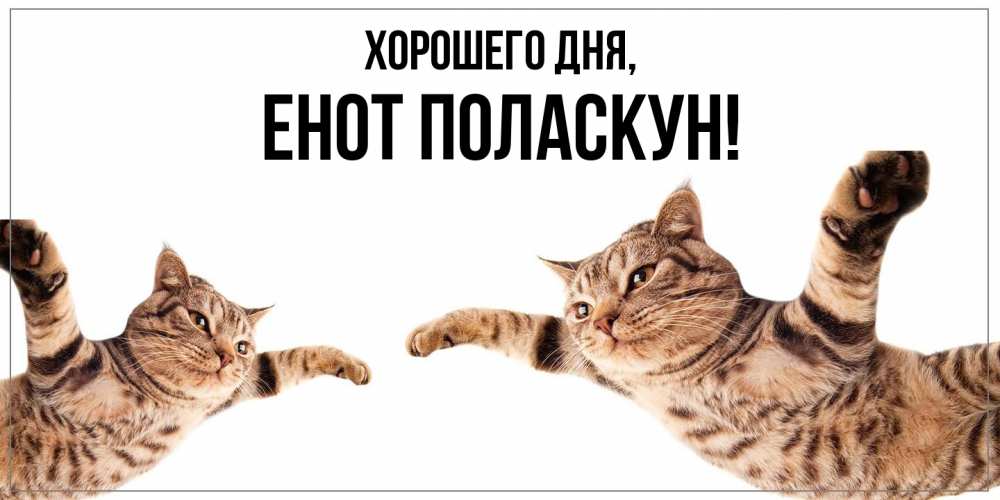 Открытка  для любимых и родных. енот, Хорошего дня  