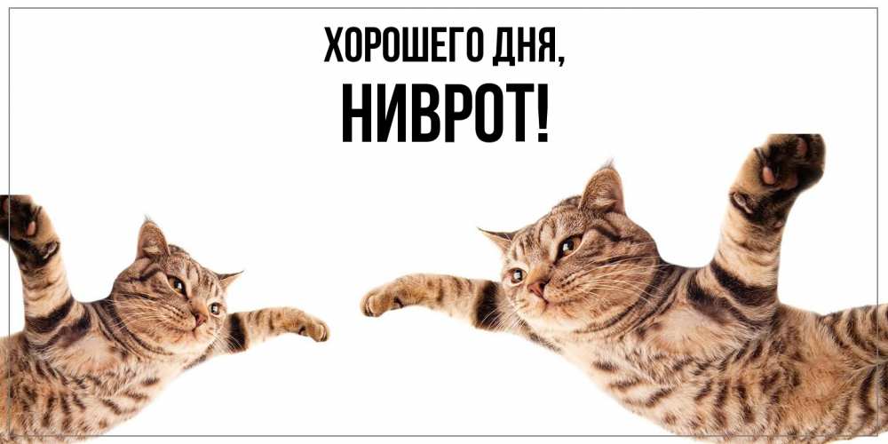 Открытка  для любимых и родных. ниврот, Хорошего дня  