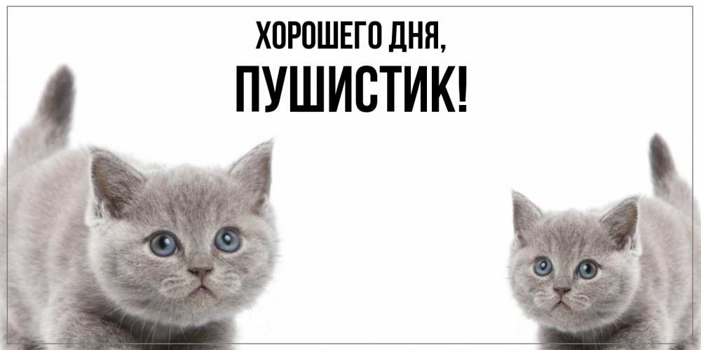 Картинка Хорошего дня, Пушистик