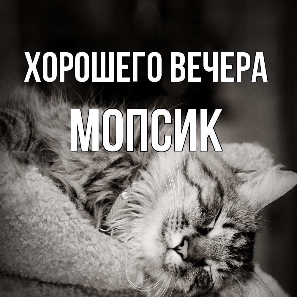 Открытка  для любимых и родных. мопсик, Хорошего вечера  