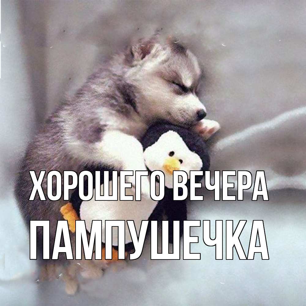 Открытка  для любимых и родных. пампушечка, Хорошего вечера  