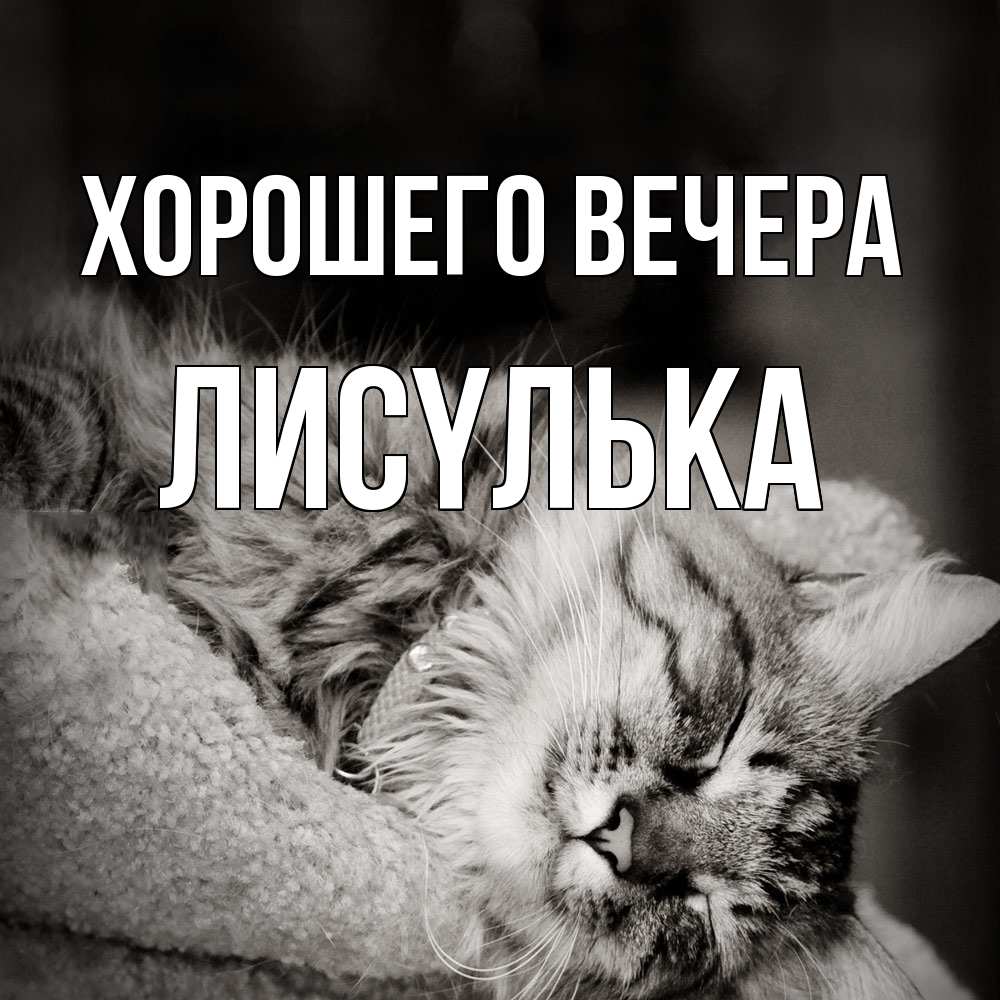 Открытка  для любимых и родных. лисyлька, Хорошего вечера  