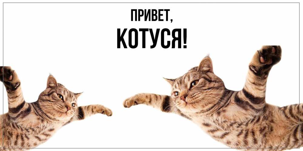 Открытка с именем, Котуся, Привет