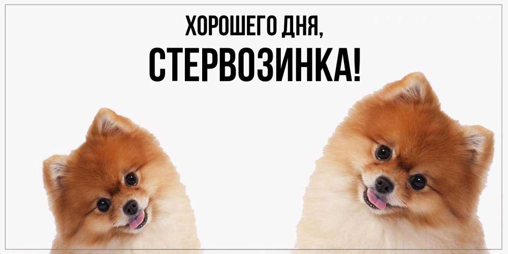 Открытка  для любимых и родных. стервозинка, Хорошего дня  