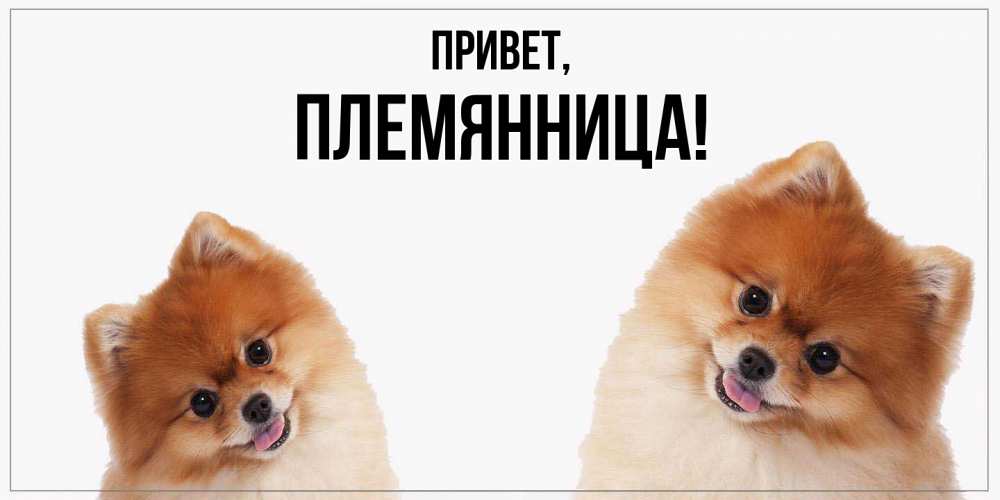 Открытка  для любимых и родных. Племянница, Привет  