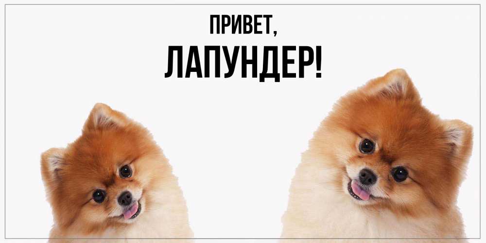 Картинка Привет, лапундер