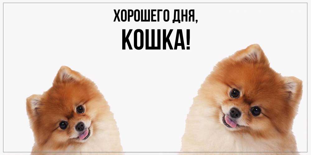 Картинка Хорошего дня, кошка