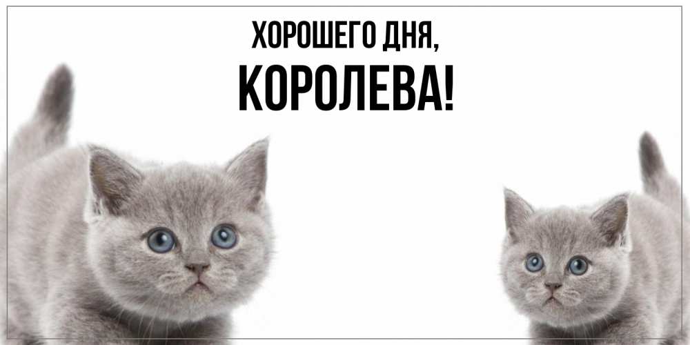 Открытка  для любимых и родных. коpолева, Хорошего дня  