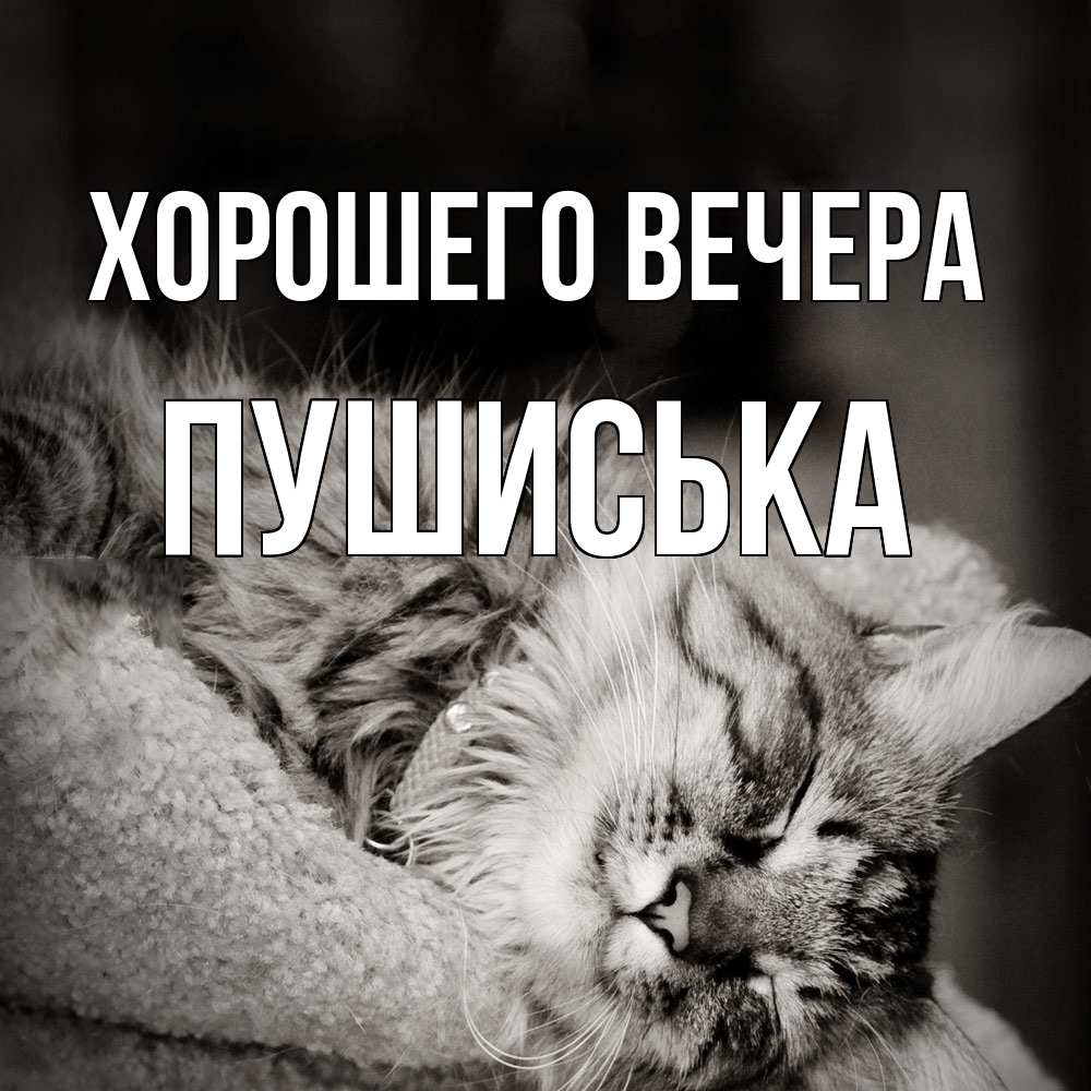 Открытка  для любимых и родных. пушиська, Хорошего вечера  