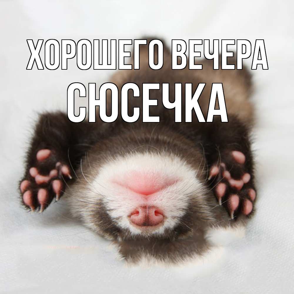 Открытка  для любимых и родных. сюсечка, Хорошего вечера  