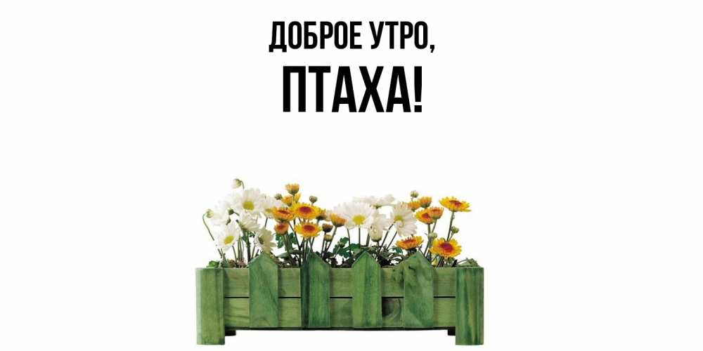 Открытка  для любимых и родных. птаха, Доброе утро  