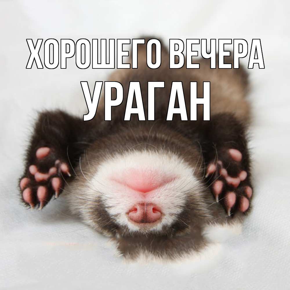 Открытка  для любимых и родных. ураган, Хорошего вечера  