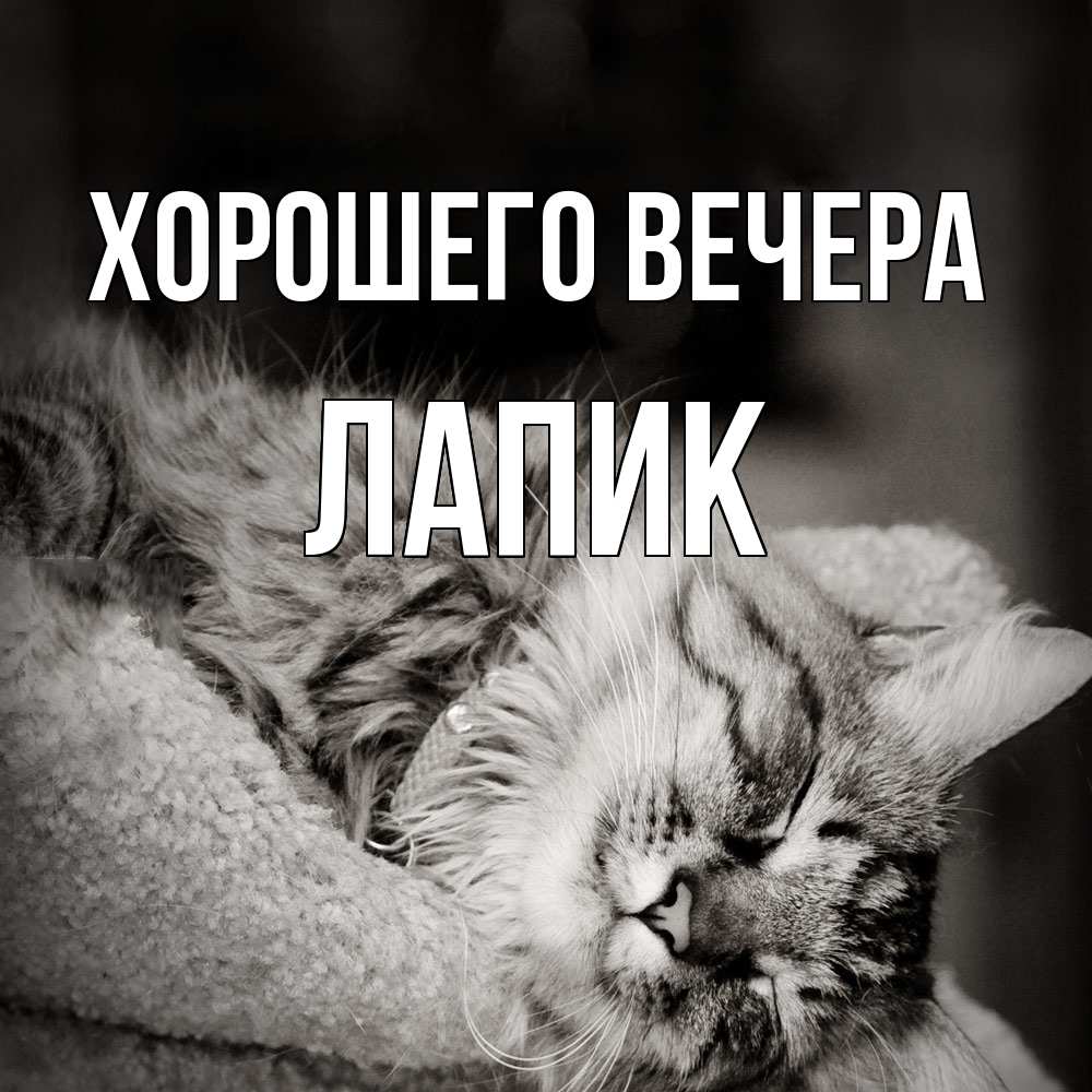 Открытка  для любимых и родных. лапик, Хорошего вечера  