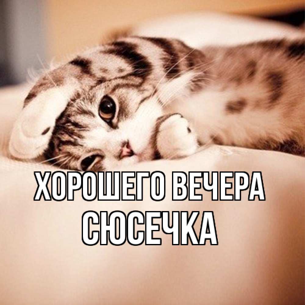 Открытка  для любимых и родных. сюсечка, Хорошего вечера  